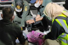 Penyeludupan satwa liar pakai bus penumpang digagalkan Karantina