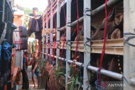 Lonjakan biaya logistik tekan margin keuntungan peternak sapi kurban