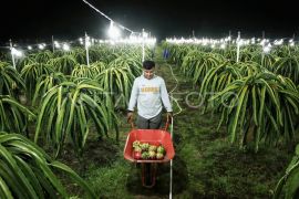 OJK Kalteng: Komoditas buah naga jadi fokus PED 2026