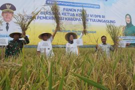 Ketua Komisi VI DPR dorong penguatan swasembada pangan beras nasional