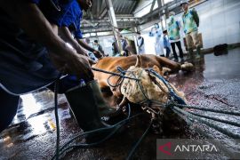 Pemkot Bandung mengoptimalkan RPH guna jamin daging kurban aman konsumsi