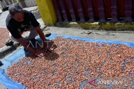 Pemprov Maluku usulkan pelepasan varietas cengkih hutan