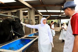 Khofifah pastikan stok hewan kurban di Jatim surplus dan aman