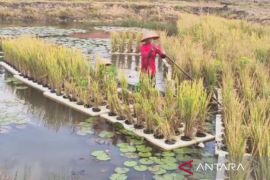 BRMP Rawa kenalkan rakitan teknologi padi apung di lahan rawa lebak