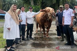 Sapi simental 1,1 ton asal Mukomuko terpilih jadi bantuan kurban Presiden untuk Bengkulu