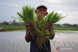Penguatan program benih mandiri guna atasi kelangkaan benih