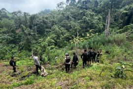 Polisi buru empat tersangka kasus ladang ganja di Empat Lawang