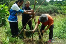 Firman bersama "KOPI BASAMUT" kembali tanam pohon pinggir sungai