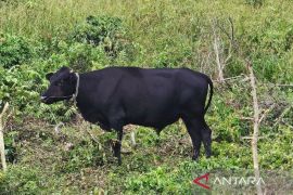 DKPP Natuna tingkatkan populasi sapi lewat program kawin suntik