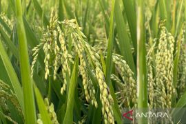 Distan Cirebon bantu petani antisipasi dampak kemarau