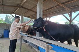 Disnakkeswan Lampung sebut ketersediaan daging sapi jelang Idul Adha aman