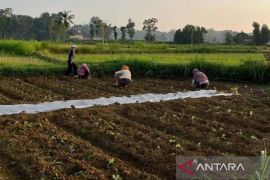 Pemprov Jatim bantu petani Pamekasan 1,1 juta bibit tembakau