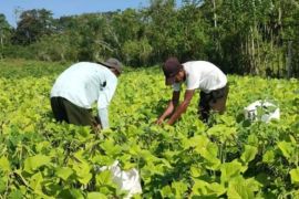 BRMP Maluku catat luas tanam capai 2.729 hektare pada April