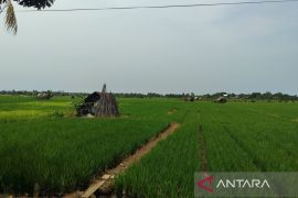 Pemkot Bengkulu kejar produksi padi 6.042 ton dengan intensifikasi