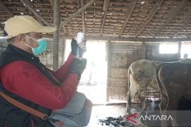 Disnakeswan Lampung Selatan beri obat cacing dan vaksin PMK pada hewan kurban