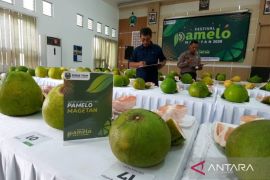Pemkab Magetan promosikan jeruk ikon daerah lewat Festival Pamelo 2026