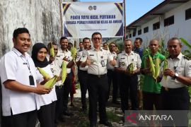 Lapas Ambon kembangkan jagung Super Sweet dukung swasembada pangan