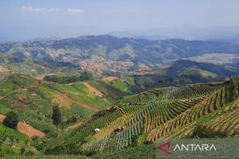 Pemkab Majalengka: Panyaweuyan padukan wisata dan pertanian bawang