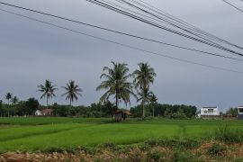 Produksi padi Lampung ditargetkan mencapai 3,4 juta ton