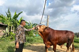 Persediaan hewan ternak untuk kurban Idul Adha di Aceh Besar mencukupi