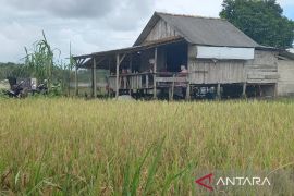 Bulog serap 2.872 ton gabah petani di Bangka Selatan