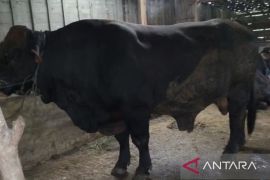 Presiden beli sapi peternak lokal Blora untuk kurban