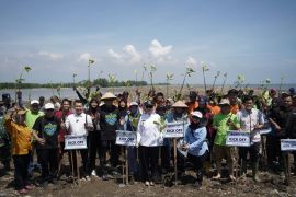 UMS berkontribusi dalam gerakan penanaman 1 juta Mangrove di Kendal