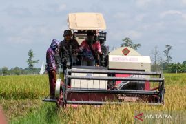 Bupati Samsul Rizal: HST surplus padi capai 1.200 ton