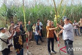 Manajemen Kebun Dhoho tebang tebu seluas 3.310 Ha untuk empat PG