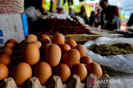 Pemkab Natuna beri bantuan ayam petelur wujudkan kemandirian pangan