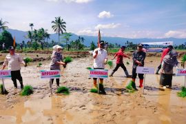 Kementan tanam padi serentak dukung ketahanan pangan di Agam