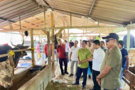 Hibah global FAO masuk Dompu, Peternakan didorong naik level