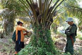 Tim Kemenhut tangkap perambah hutan koridor gajah di TWA Seblat