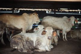 Dharma Jaya sediakan 900 ekor sapi untuk sambut Idul Adha 2026