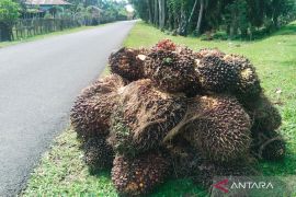 Semua perusahaan di Mukomuko belum petuhi ketentuan harga TBS