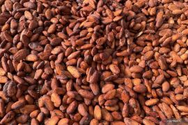 Harga biji kakao naik 2,45 persen akibat permintaan tinggi