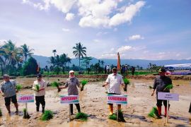 Kementan percepat tanam serentak dukung ketahanan pangan