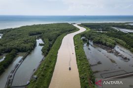 Benteng hijau Semarang! Begini peran vital hutan mangrove Tapak dalam melindungi pesisir Tugu dari abrasi