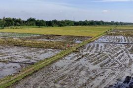 Dinas Pertanian Semarang optimalkan alsintan jelang kemarau