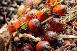 Mentan sebut B50 tingkatkan produktivitas petani dan kurangi impor