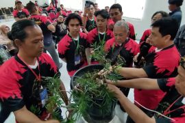 Merangkai bonsai, menumbuhkan peluang dari tanaman mini