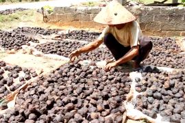 Pemerintah siapkan pabrik hilirisasi gambir di Sumbar dorong ekspor