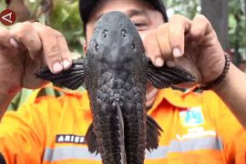 Penguburan sapu-sapu di Jakarta dikritik MUI, ini kata Pramono