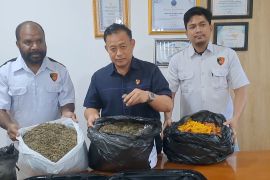 Polda Papua ungkap 21 kasus narkotika Januari-Maret, sita 18 kg ganja