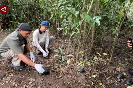 BKSDA Kalsel lepasliarkan kura-kura sitaan di Pulau Bakut dan Kembang