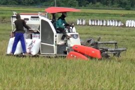Sultra dapat tambahan alokasi cetak sawah baru seluas 10.000 hektar