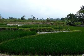 Temanggung targetkan perluasan areal pertanian 18 ribu hektare di 2026