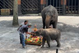 Ulang tahun bayi gajah Sumatera betina di Batu semarakkan hari Kartini