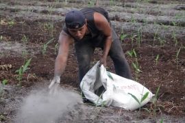 Panen 30 ton jahe, peluang usaha tumbuh di Mempawah