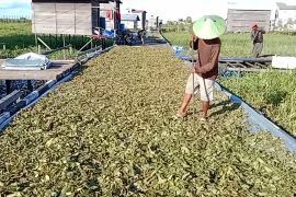 Kaltim perketat izin produksi dan ekspor kratom
